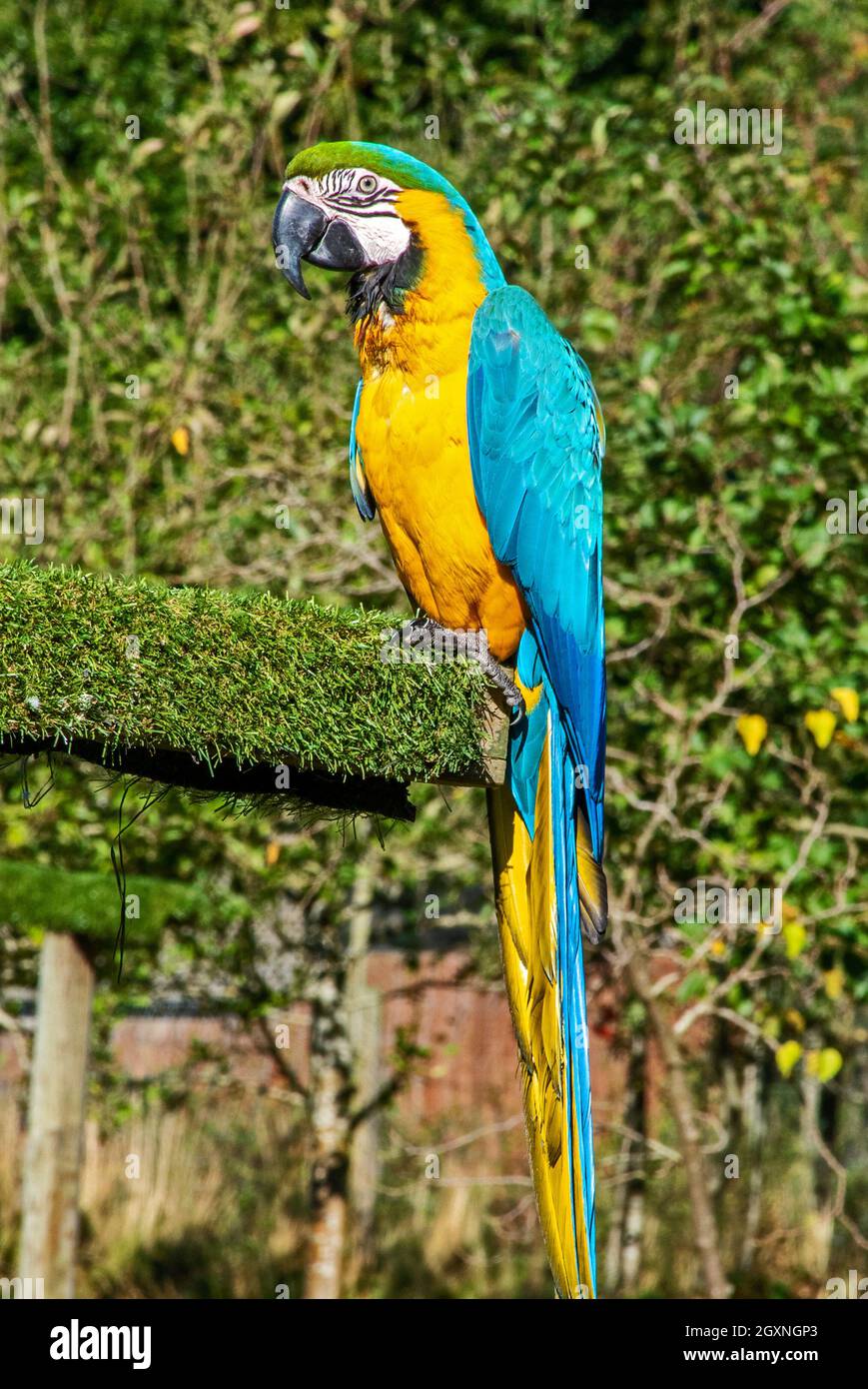 Macaw blu e oro (Ara ararauna) Foto Stock