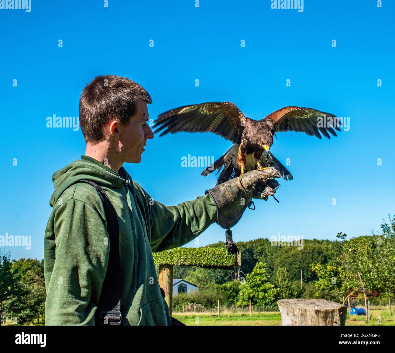 Falconer con Harris Hawk Foto Stock