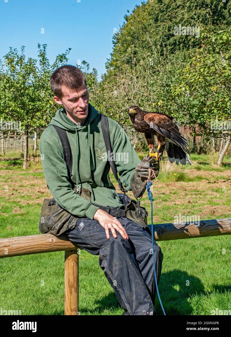 Falconer con Harris Hawk Foto Stock