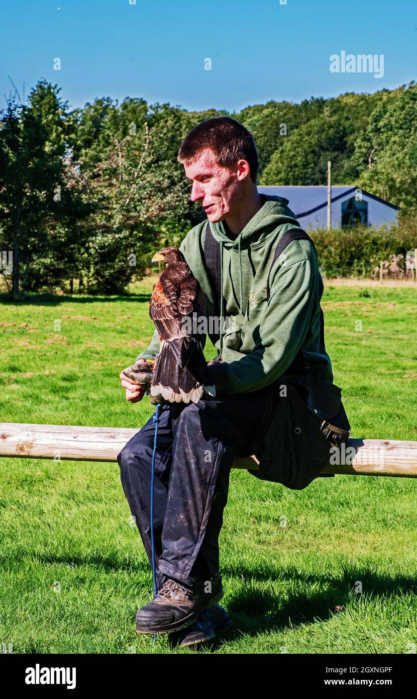 Falconer con Harris Hawk Foto Stock