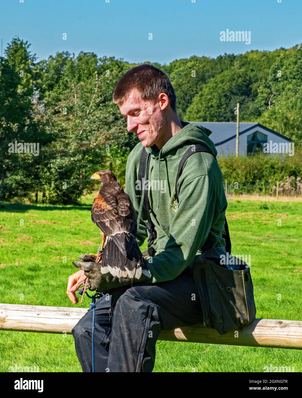Falconer con Harris Hawk Foto Stock