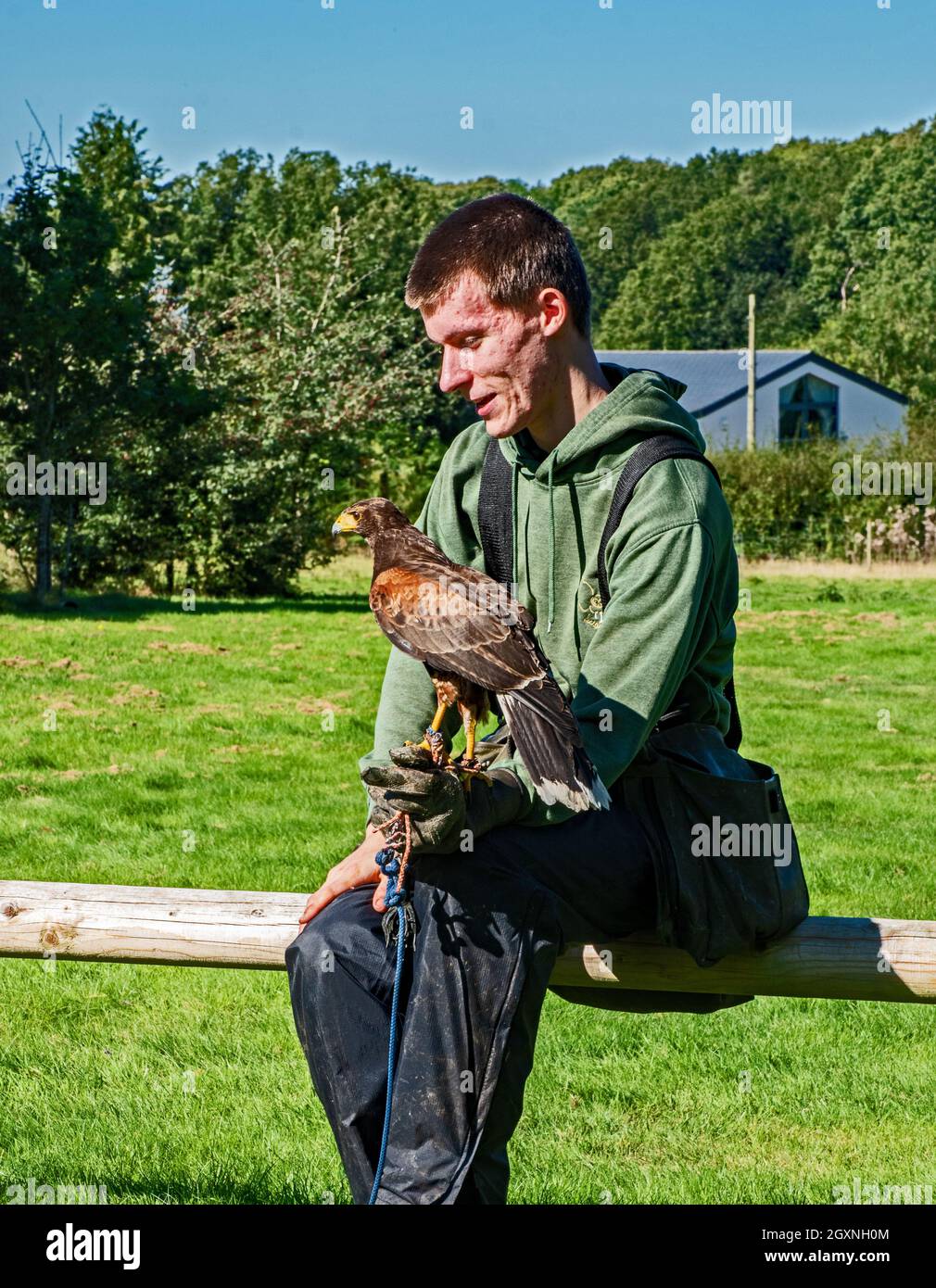 Falconer con Harris Hawk Foto Stock
