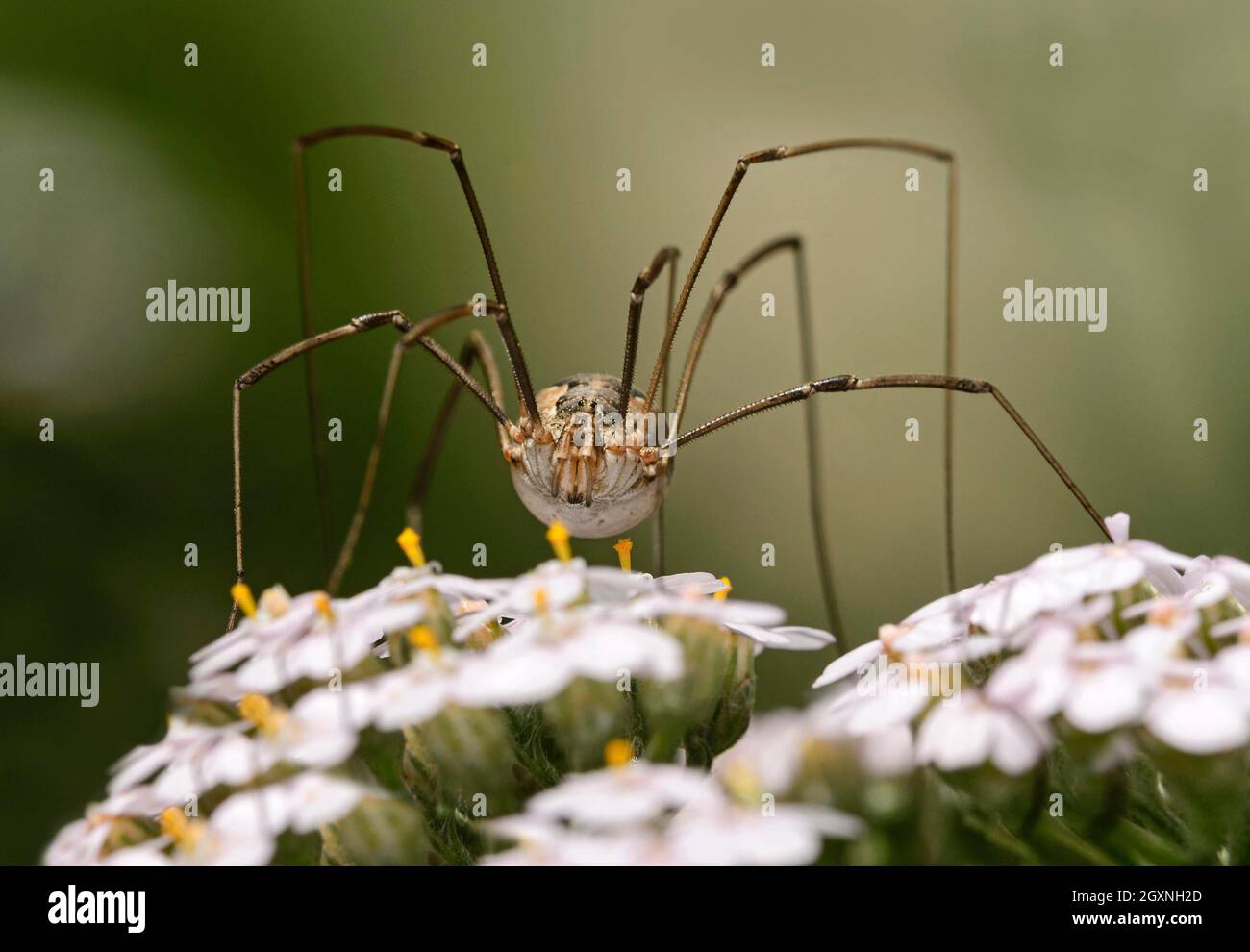 Mitopus morio (Mitopus morio), Vallese, Svizzera Foto Stock