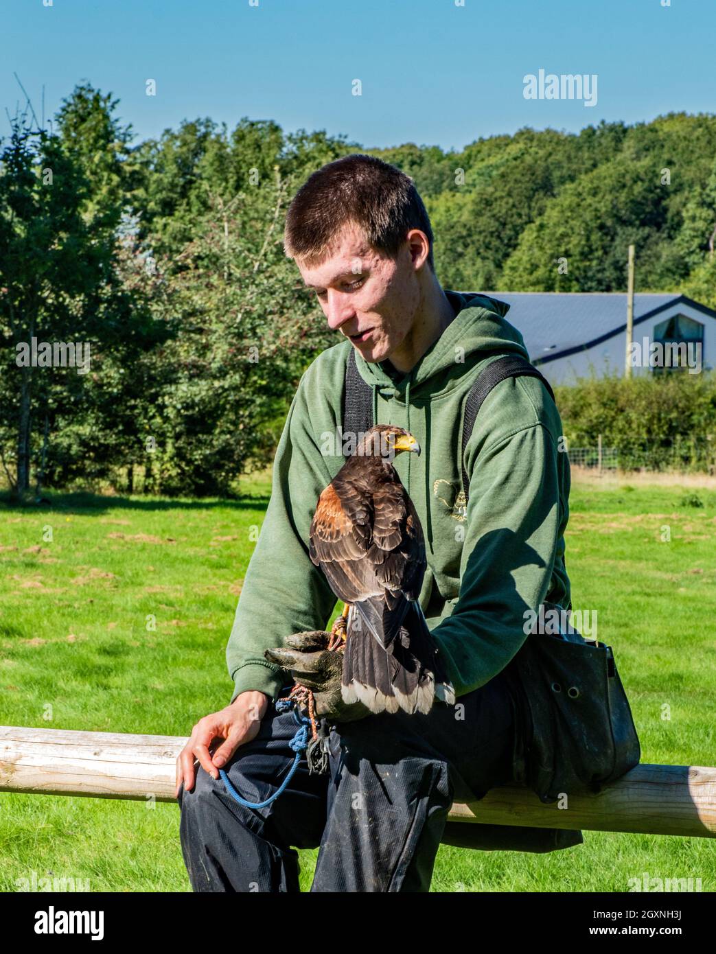 Falconer con Harris Hawk Foto Stock
