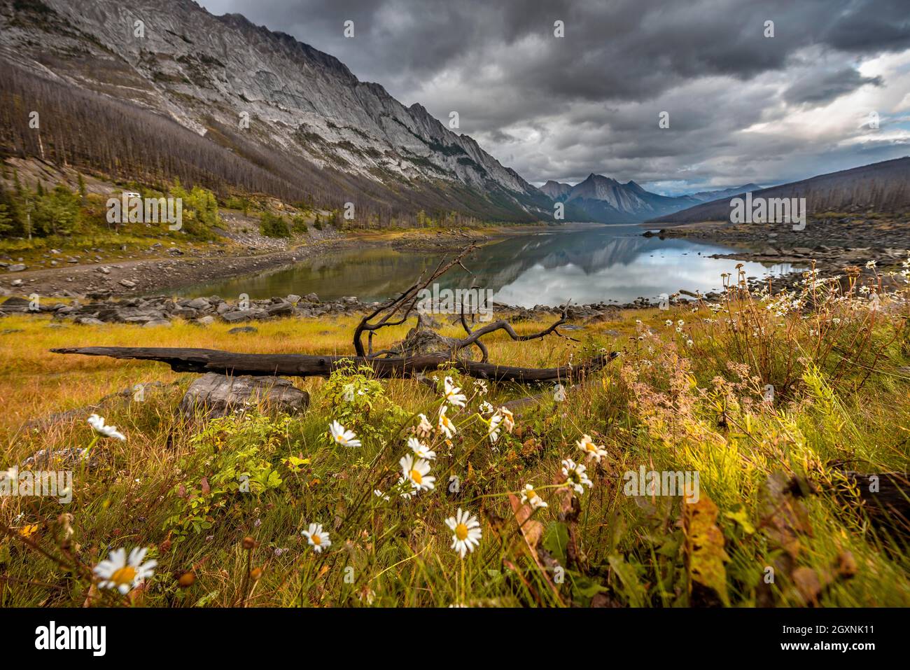 Montagne riflesse in un lago, Medicine Lake, autunnal giallo prato sulla riva, Maligne Valley, Jasper National Park, Alberta, Canada Foto Stock