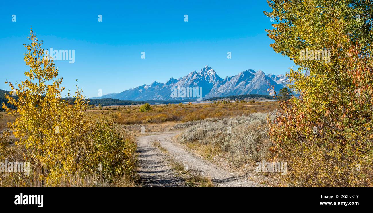Cima del Grand Teton, montagna del Medio Teton e del Teewinot, strada sterrata nel paesaggio autunnale, aspens giallo (Populus tremula) e cespugli Foto Stock