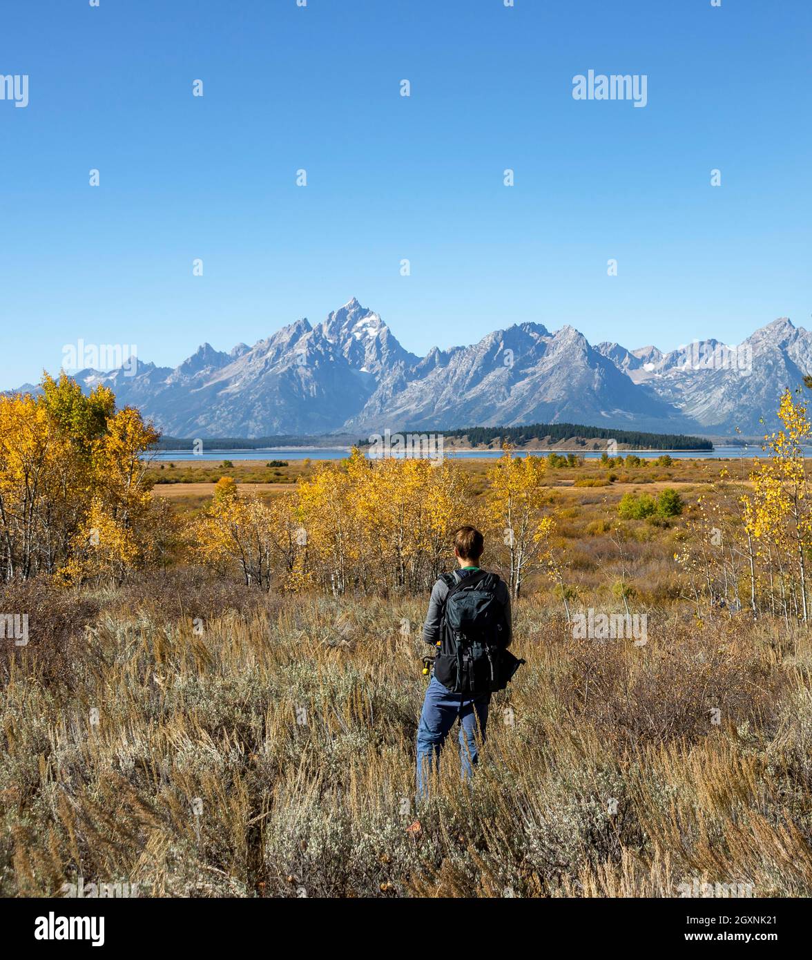 Giovane uomo che guarda in lontananza, panorama di montagna con il Monte Moran e Grand Teton, paesaggio autunnale, giallo aspens comune (Populus tremula) e. Foto Stock