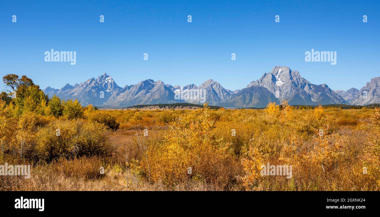 Panorama montano con le vette del Monte Moran e del Grand Teton, paesaggio autunnale, aspens (Populus tremula) e cespugli di colore giallo, Flats Willow Foto Stock