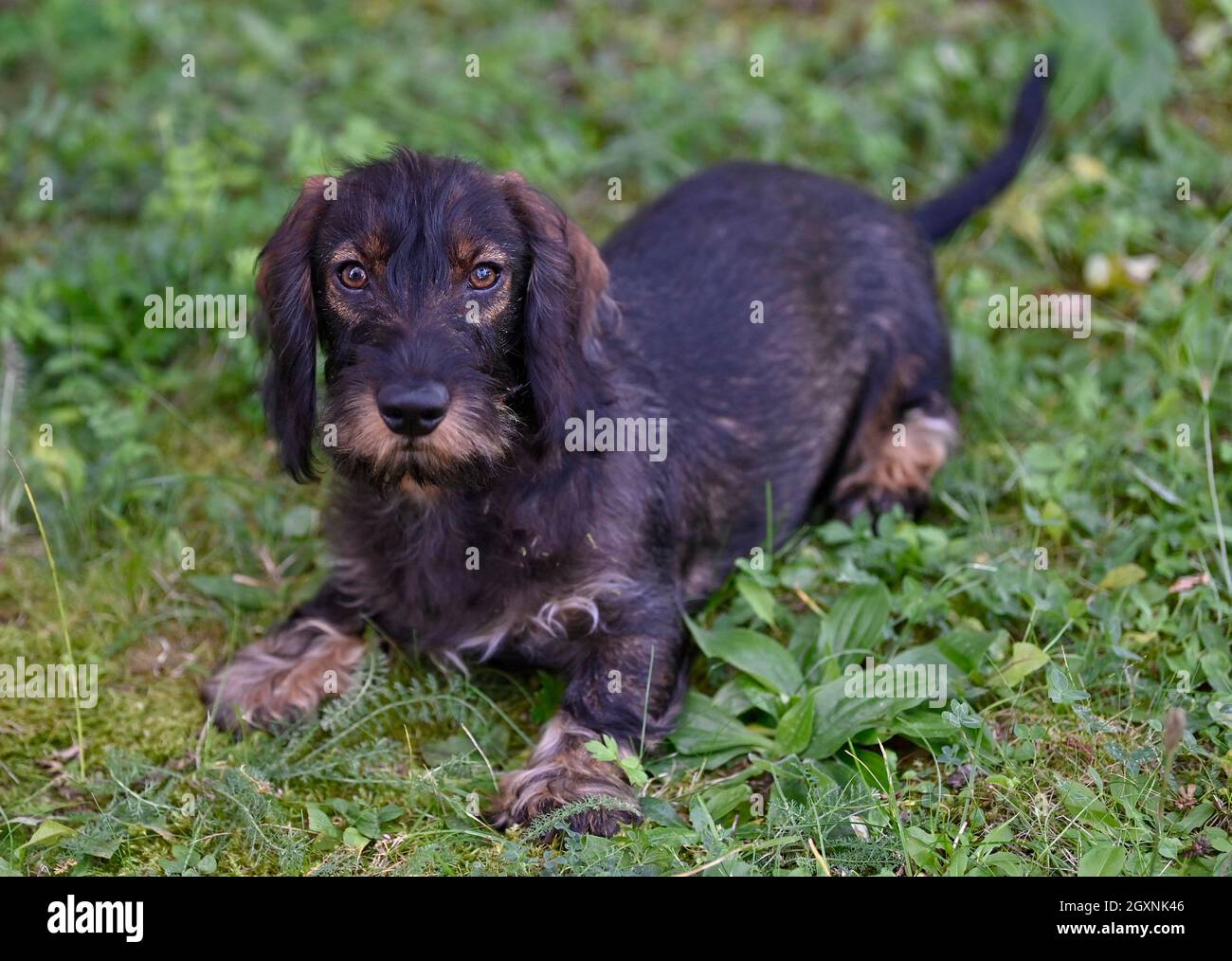 Dachshund (Canis lupus familiaris), cucciolo, maschio, 4 mesi, sdraiato in erba, Baden-Wuerttemberg, Germania Foto Stock