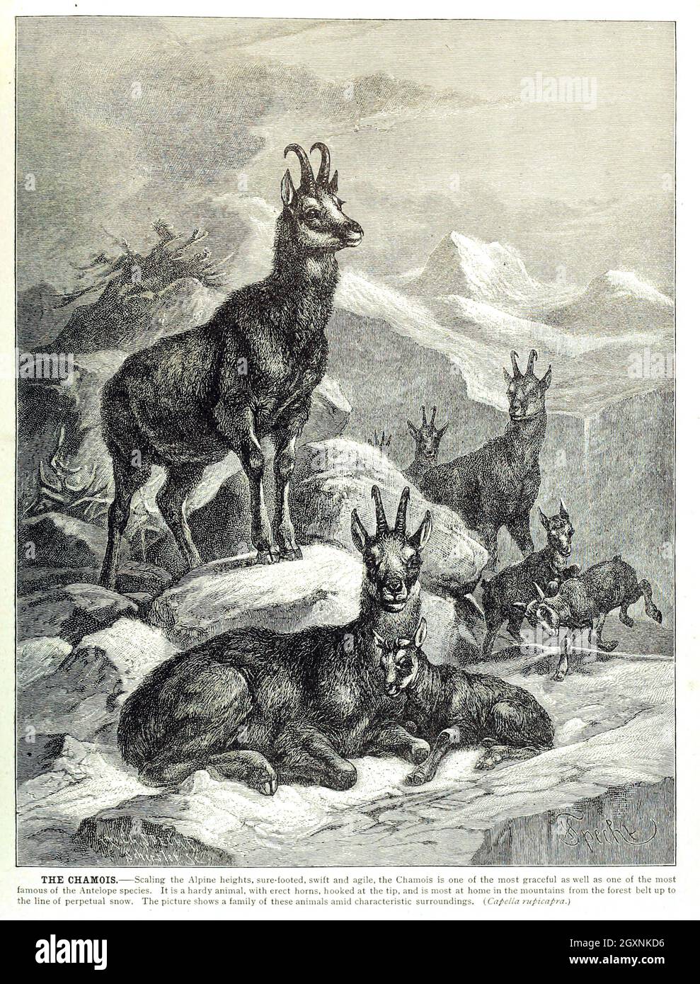 Brehm's Life of Animals : Volume 1, Mammalia Chicago :Marquis,1895. http://biodiversitylibrary.org/item/37942 Foto Stock