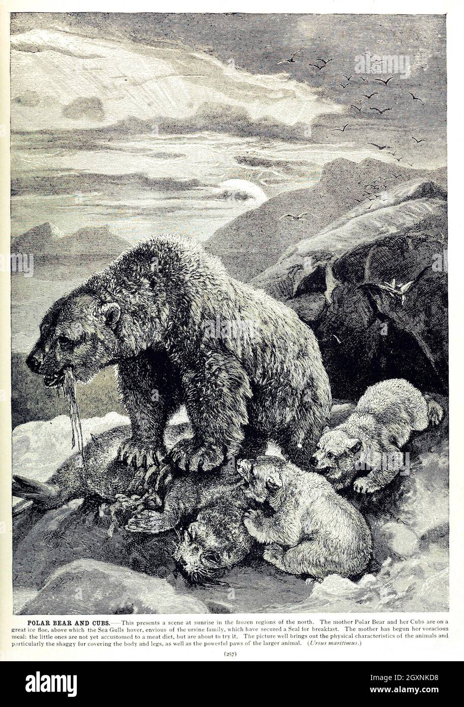 Brehm's Life of Animals : Volume 1, Mammalia Chicago :Marquis,1895. http://biodiversitylibrary.org/item/37942 Foto Stock