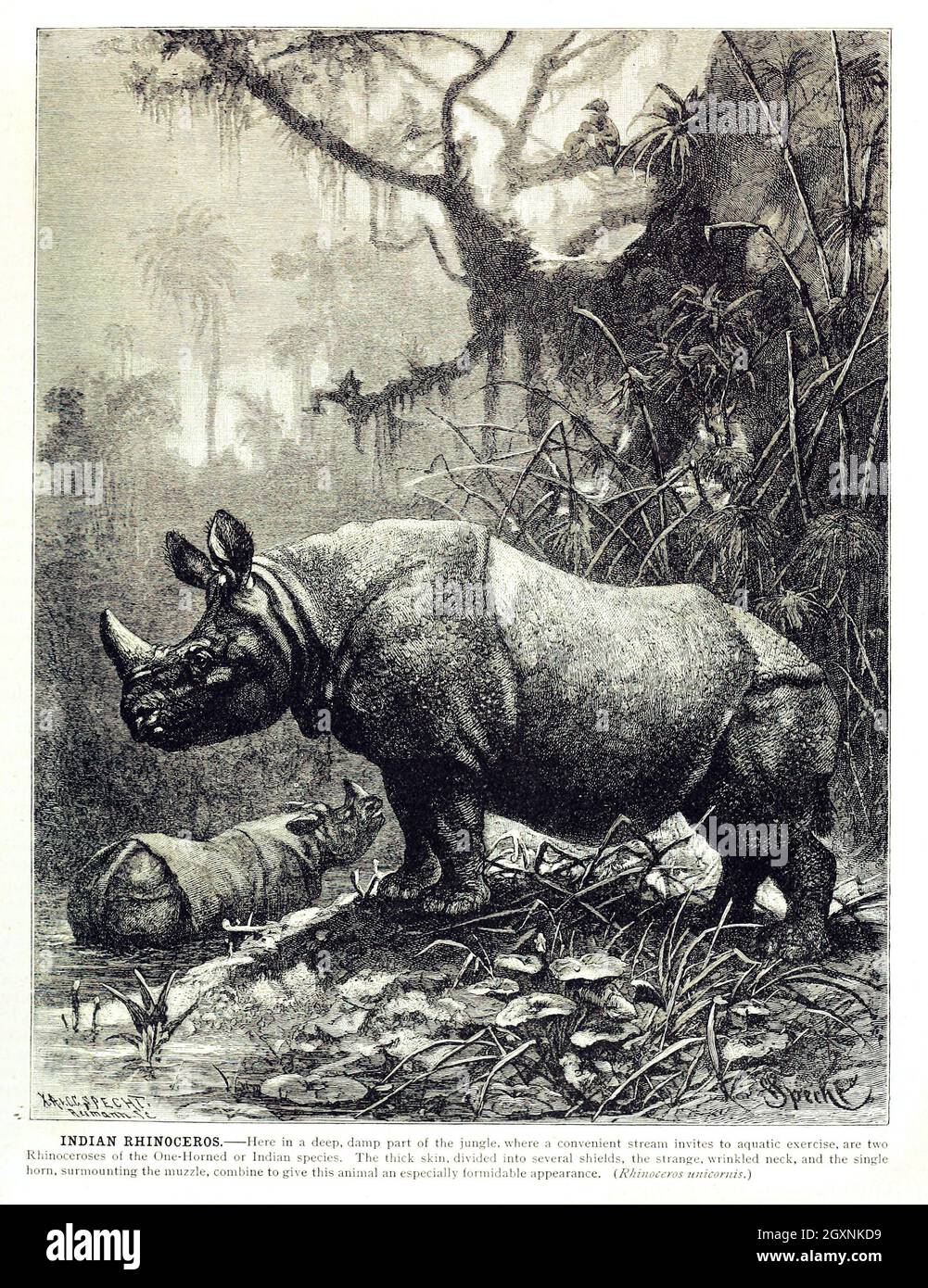 Brehm's Life of Animals : Volume 1, Mammalia Chicago :Marquis,1895. http://biodiversitylibrary.org/item/37942 Foto Stock