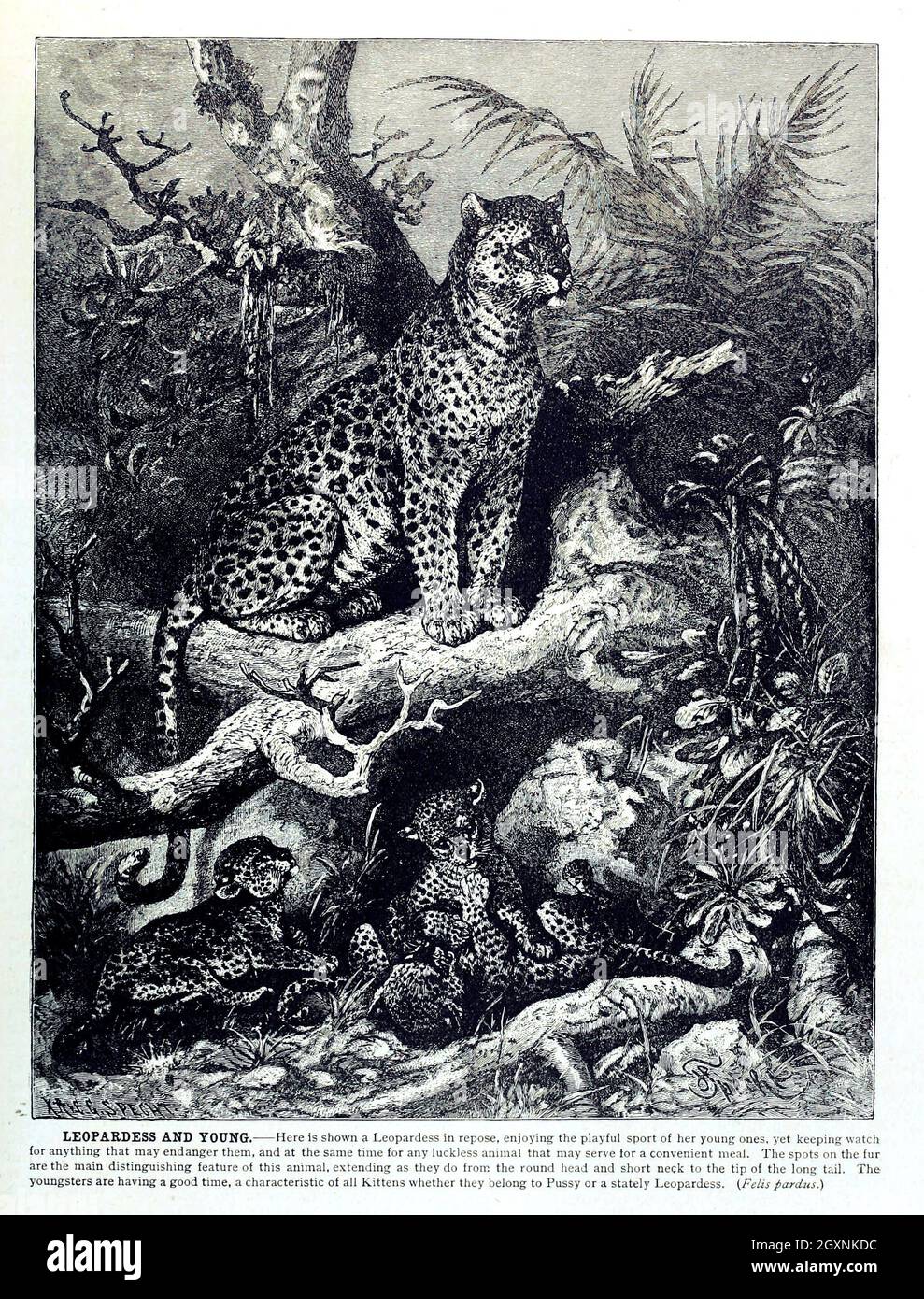 Brehm's Life of Animals : Volume 1, Mammalia Chicago :Marquis,1895. http://biodiversitylibrary.org/item/37942 Foto Stock