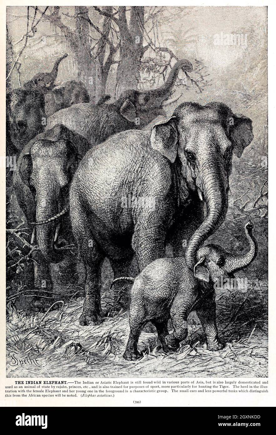Brehm's Life of Animals : Volume 1, Mammalia Chicago :Marquis,1895. http://biodiversitylibrary.org/item/37942 Foto Stock