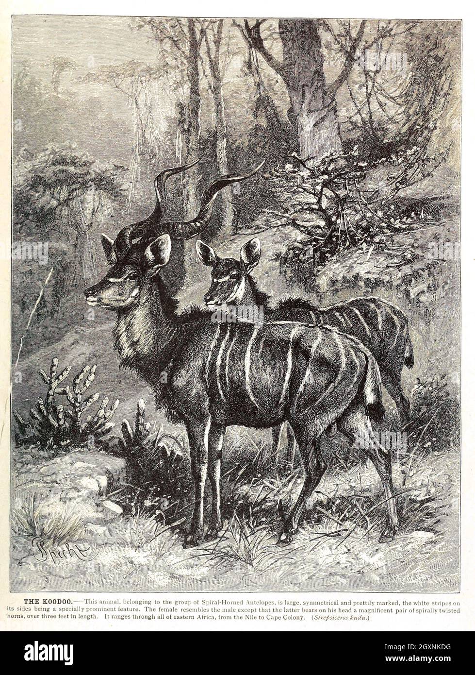 Brehm's Life of Animals : Volume 1, Mammalia Chicago :Marquis,1895. http://biodiversitylibrary.org/item/37942 Foto Stock