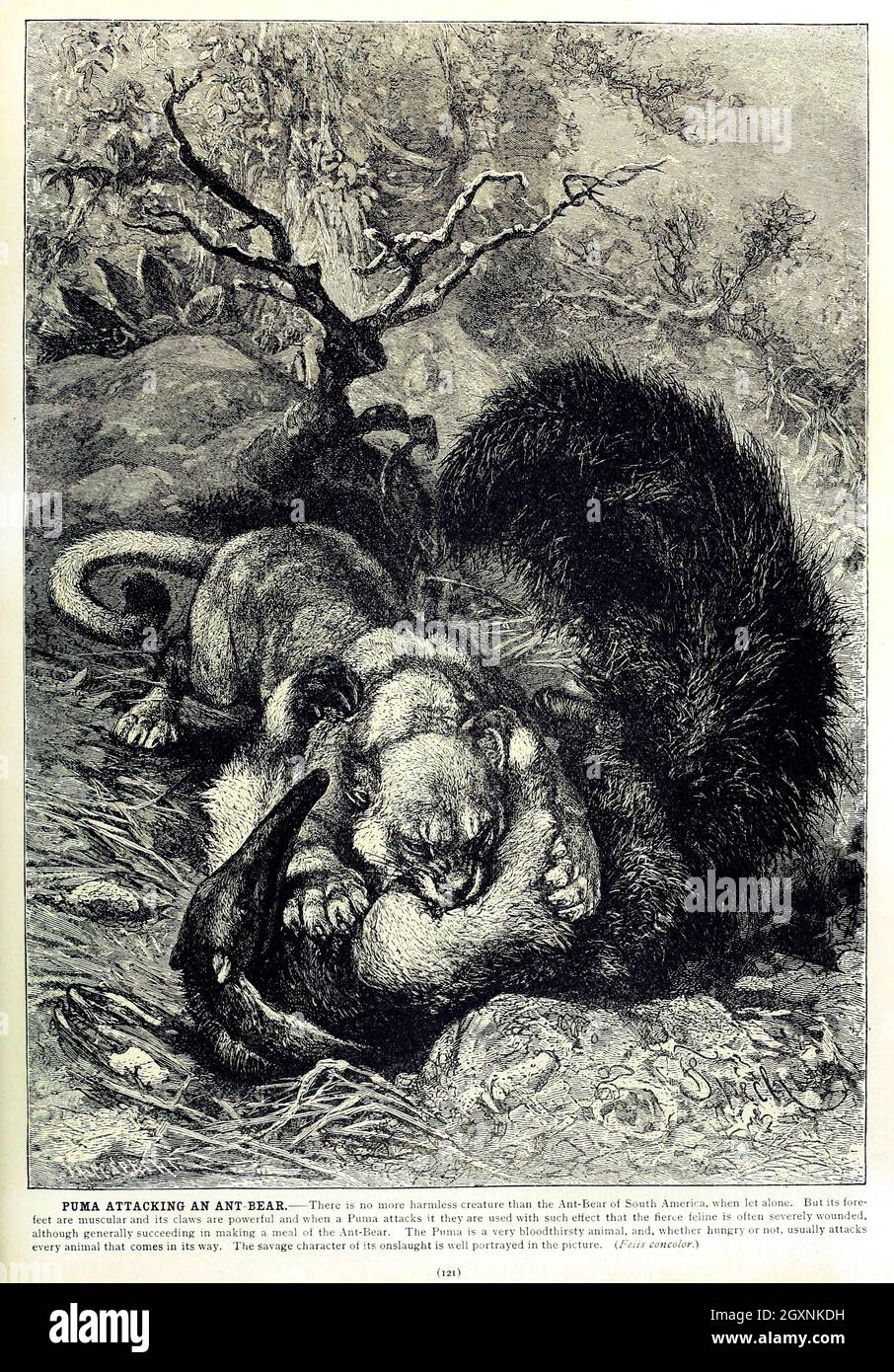 Brehm's Life of Animals : Volume 1, Mammalia Chicago :Marquis,1895. http://biodiversitylibrary.org/item/37942 Foto Stock