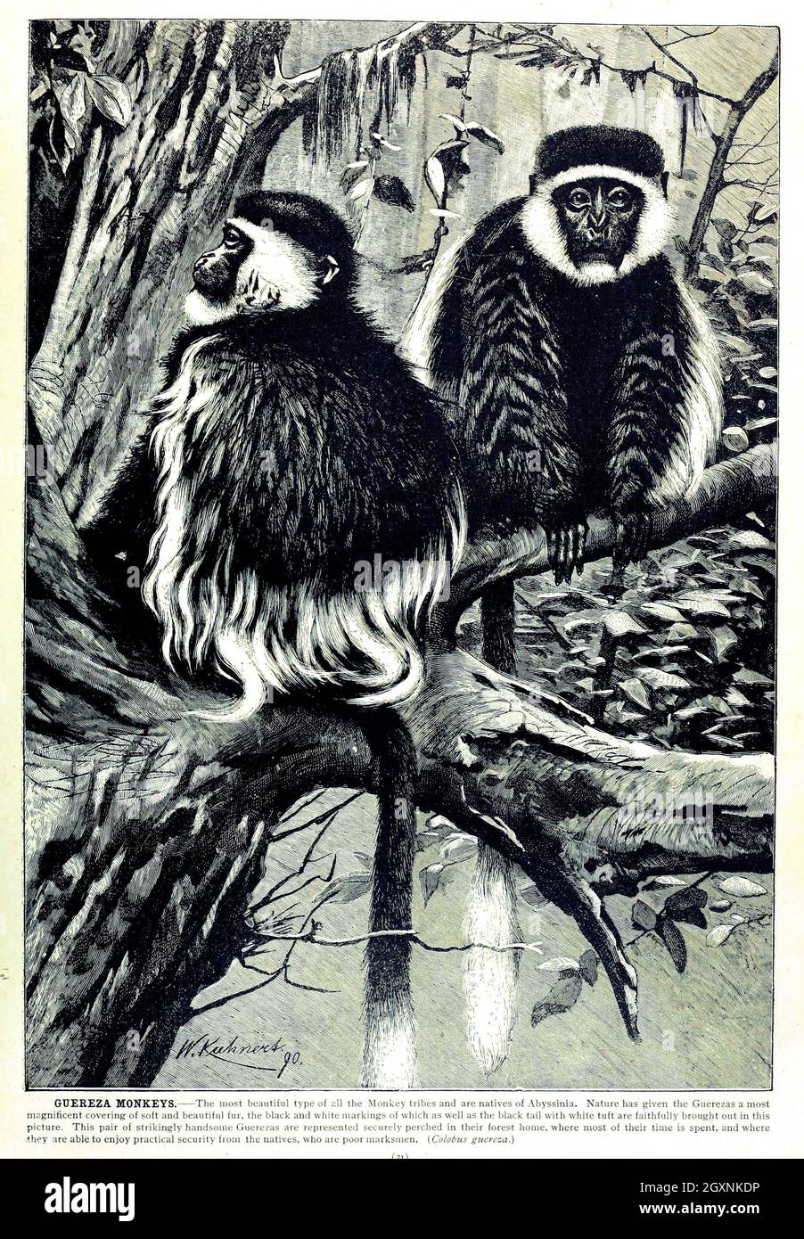 Brehm's Life of Animals : Volume 1, Mammalia Chicago :Marquis,1895. http://biodiversitylibrary.org/item/37942 Foto Stock