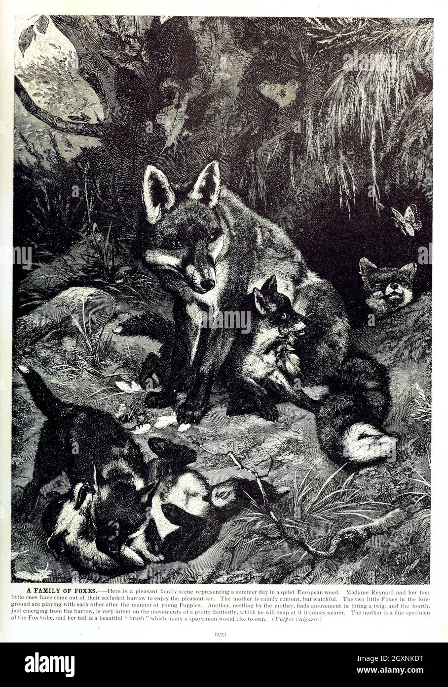 Brehm's Life of Animals : Volume 1, Mammalia Chicago :Marquis,1895. http://biodiversitylibrary.org/item/37942 Foto Stock