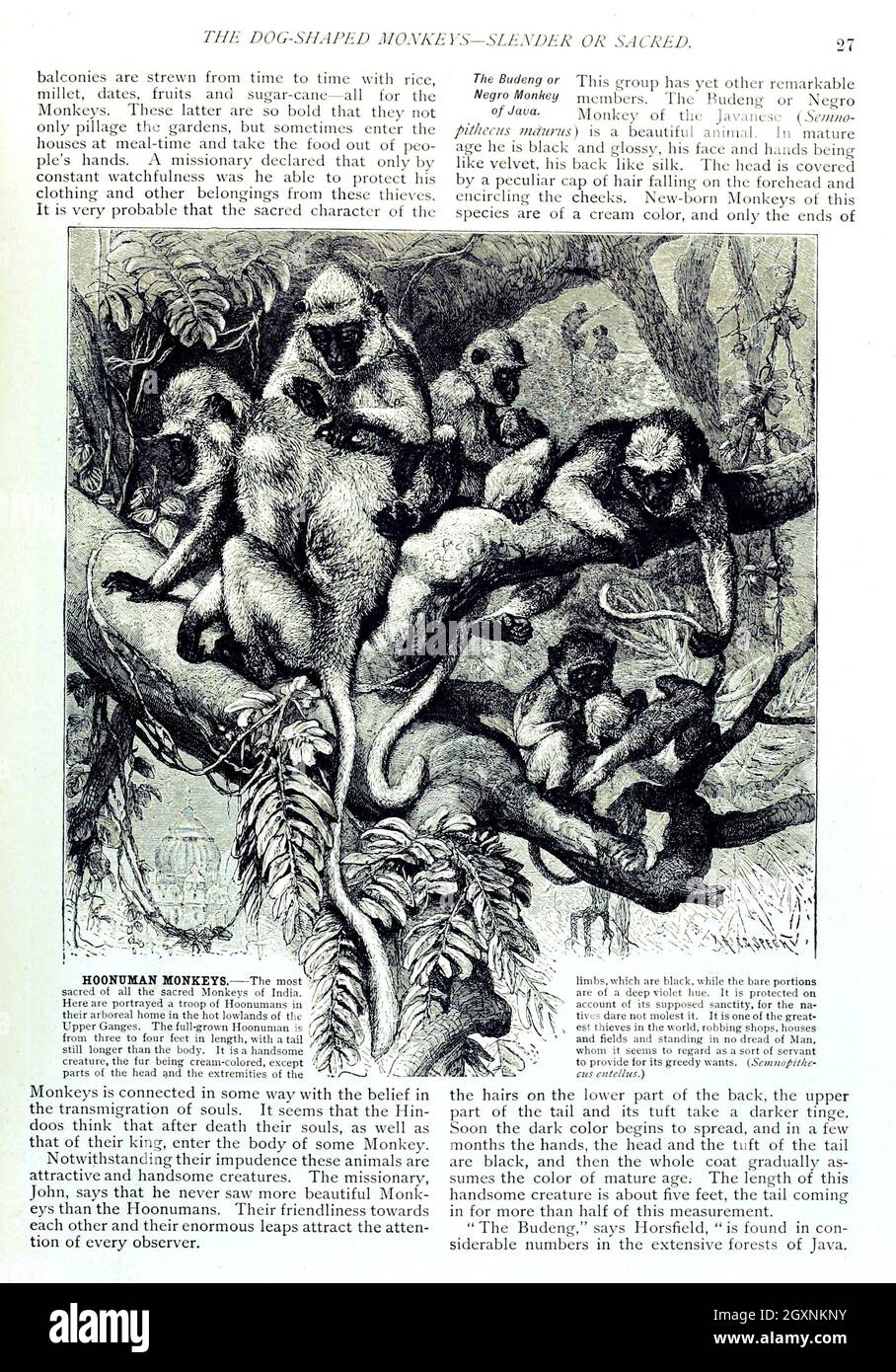 Brehm's Life of Animals :Chicago :Marquis,1895. http://biodiversitylibrary.org/page/9885396 Foto Stock