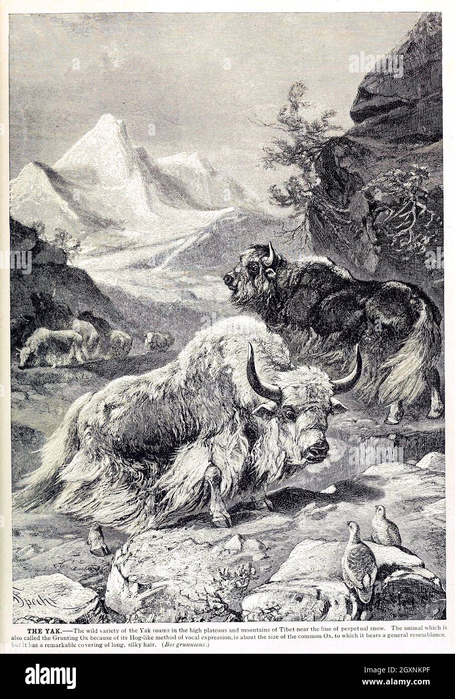 Brehm's Life of Animals : Volume 1, Mammalia Chicago :Marquis,1895. http://biodiversitylibrary.org/item/37942 Foto Stock