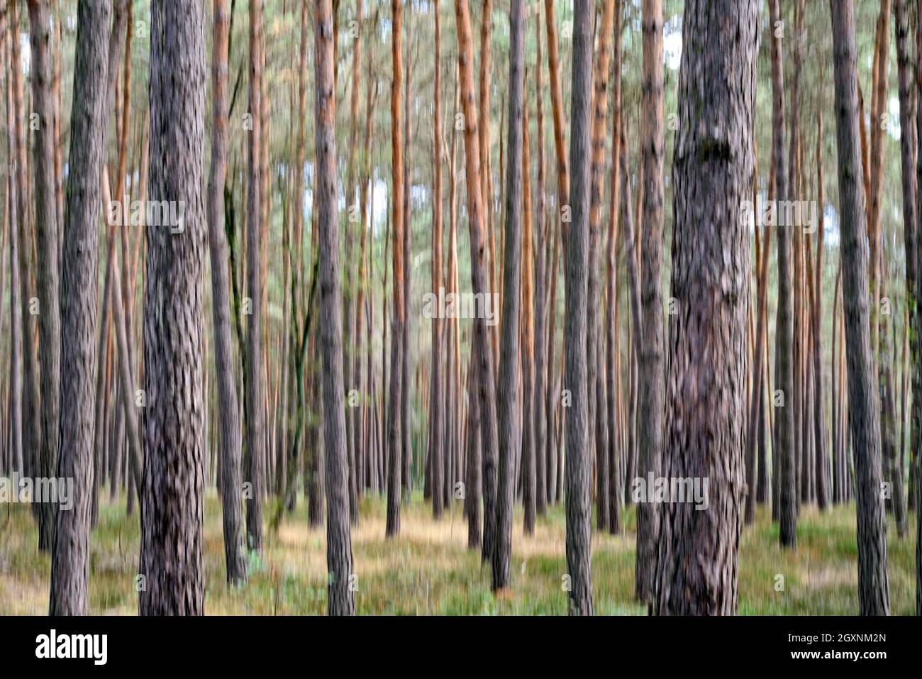 Pinete (Pinus) a Eicksberg, Blur Effect, South Heath Nature Park, Lueneburg Heath, bassa Sassonia, Germania Foto Stock