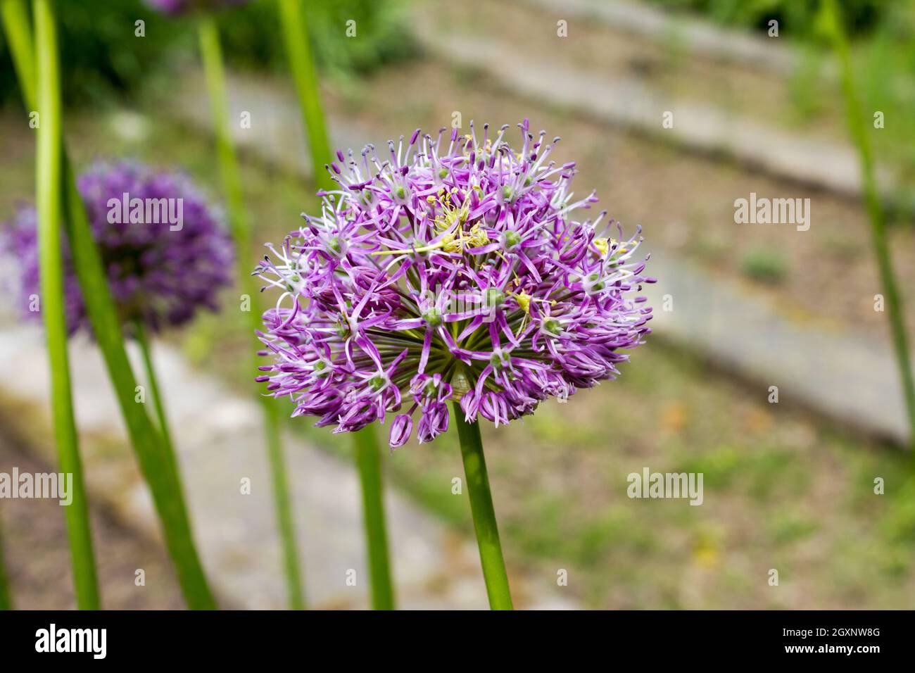 Cipolla ornamentale di colore viola (Allium bulgaricum) in un giardino botanico a Goettingen, Germania Foto Stock