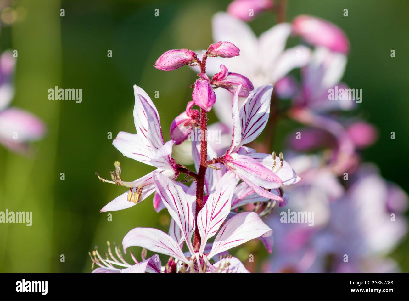 Diptam (Dictamnus albus) in un giardino botanico Foto Stock