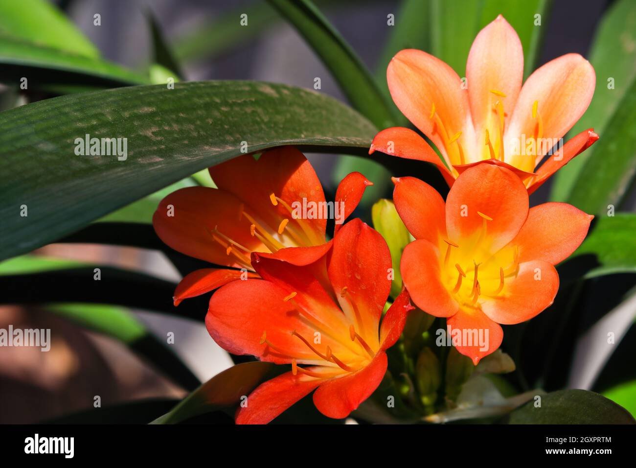 Fiori di giglio di Bush in fiore vibrante (Clivia miniata) Foto Stock