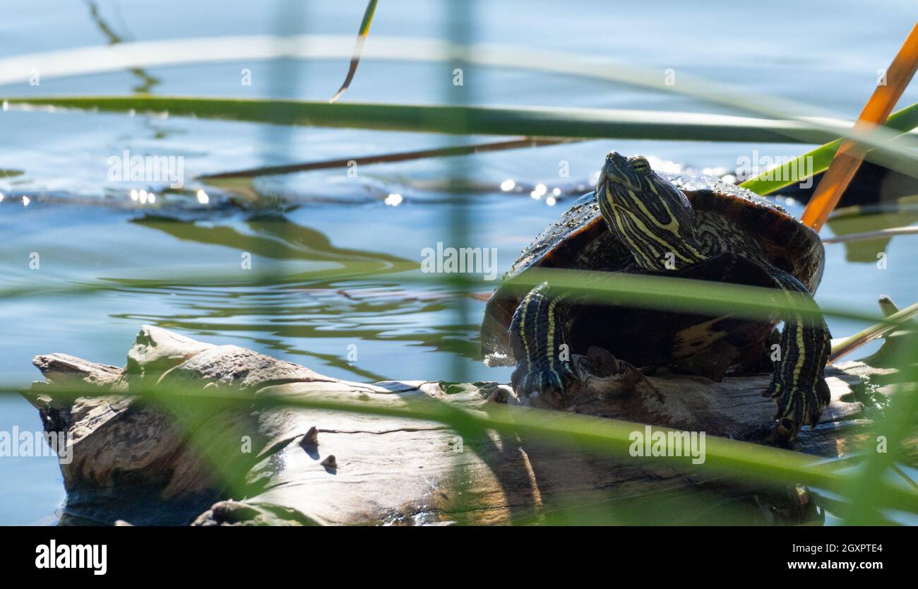 Uno slider dalle orecchie rosse (Trachemys scripta elegans) tartaruga (o terrapina) si trova in un ramo di Haskell Creek a Woodley, California USA Foto Stock