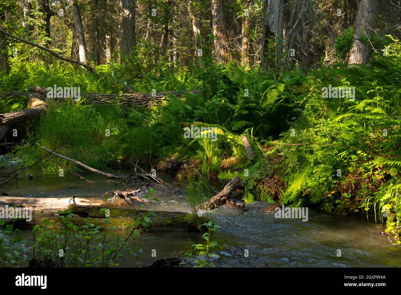 Vegetazione estiva nel torrente di quarzo, Cooper Landing, Penisola di Kenai, Alaska, USA Foto Stock