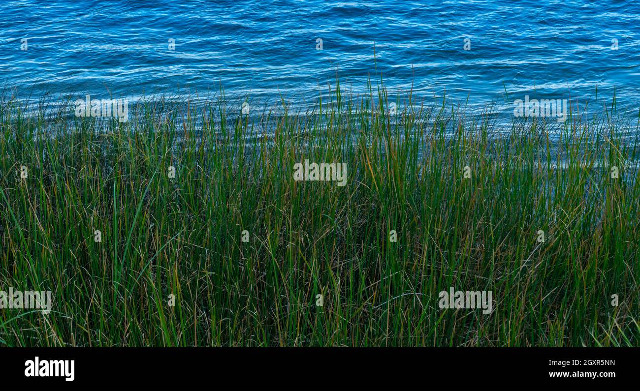 Acque blu del fiume e erba verde palude Foto Stock