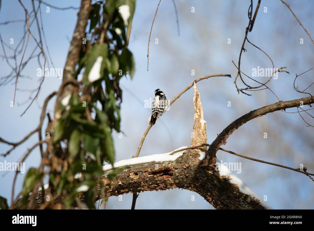 Picchio femmina downy (Picoides pubescens) che guarda intorno dal suo persico su un arto di albero innevato Foto Stock