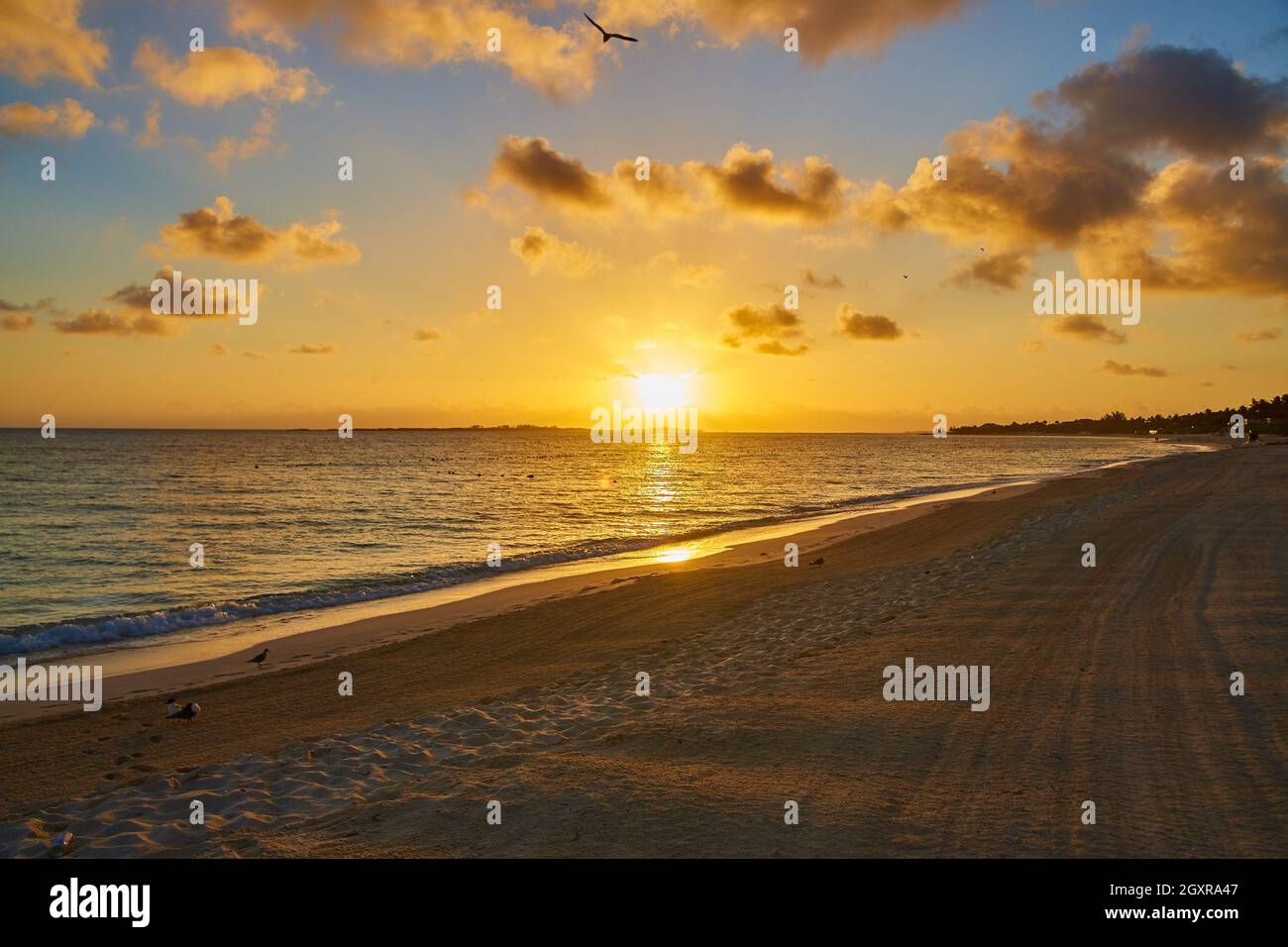 Tramonto o alba sulla spiaggia sabbiosa in riva al mare con bagliore dorato e gabbiano Foto Stock