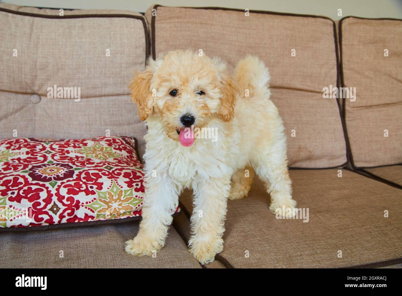 Golden Retriever seduto su mobili da patio Foto Stock