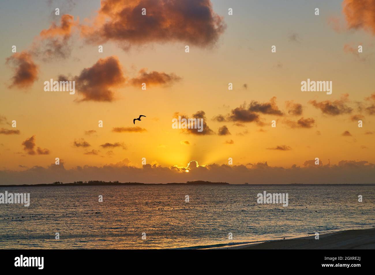 Alba o tramonto sull'acqua dell'oceano con gabbiano e bagliore dorato Foto Stock