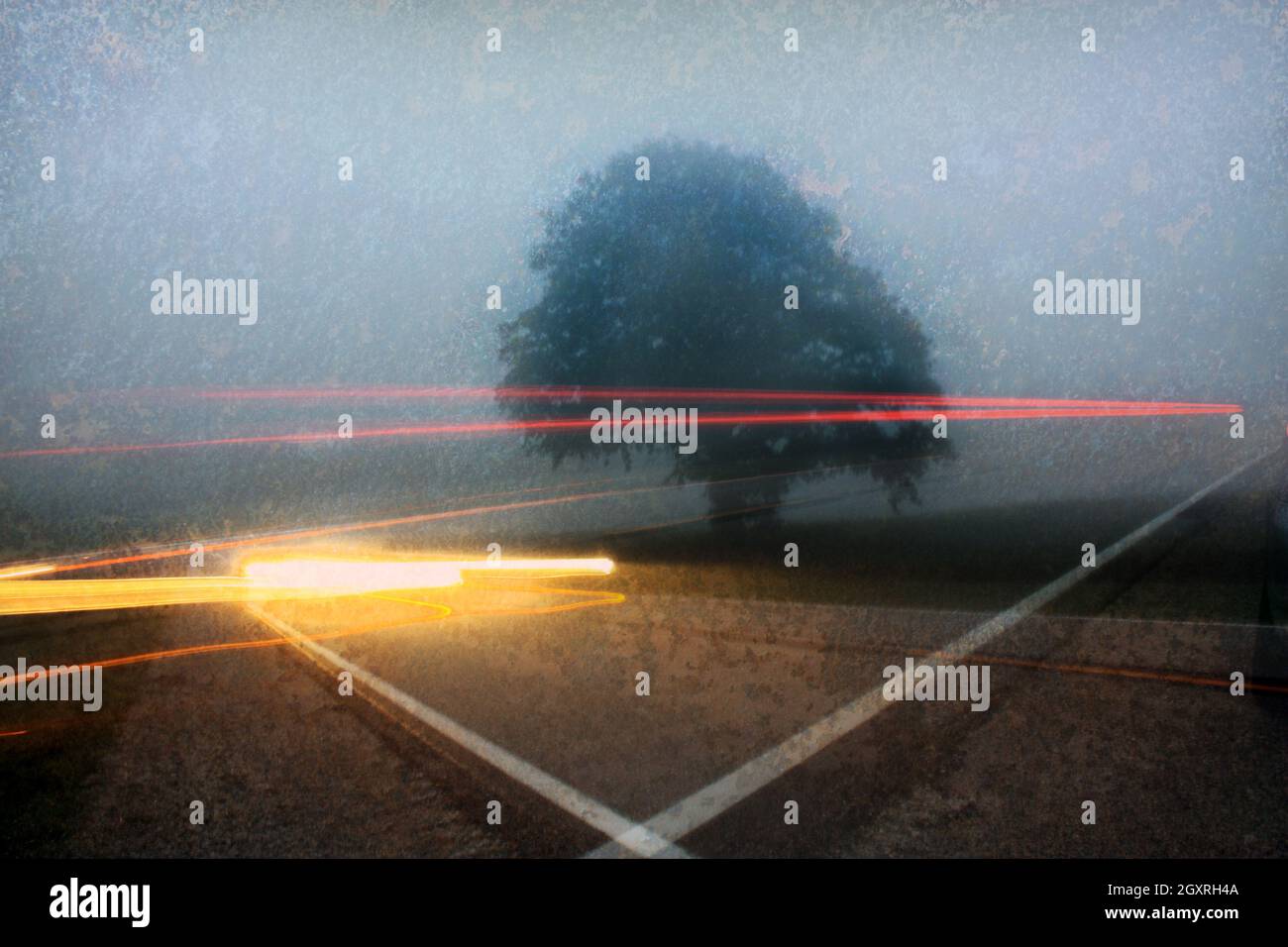 Albero in una notte di nebbia con striature di semafori Foto Stock