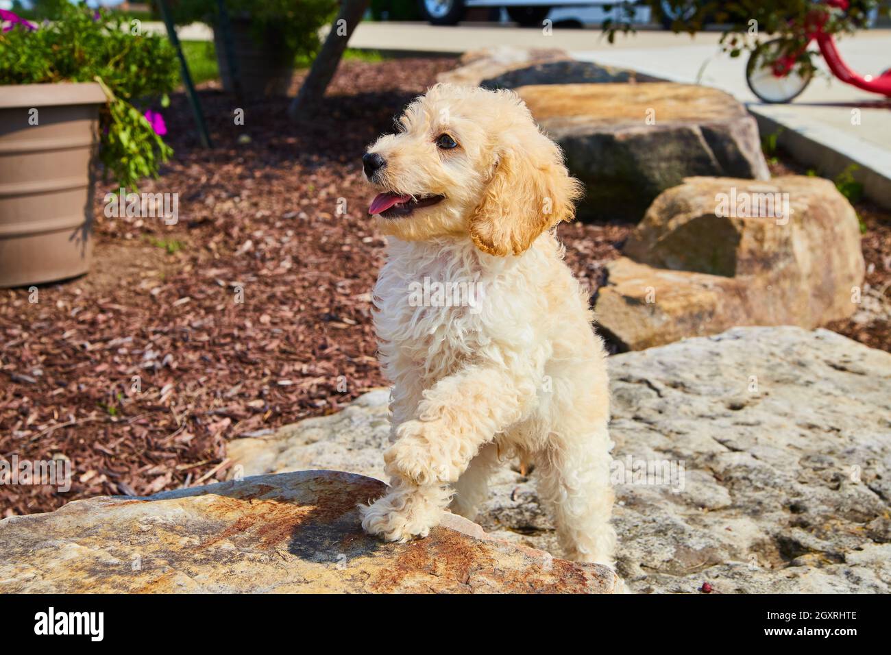Golden Retriever seduto su rocce di paesaggio Foto Stock