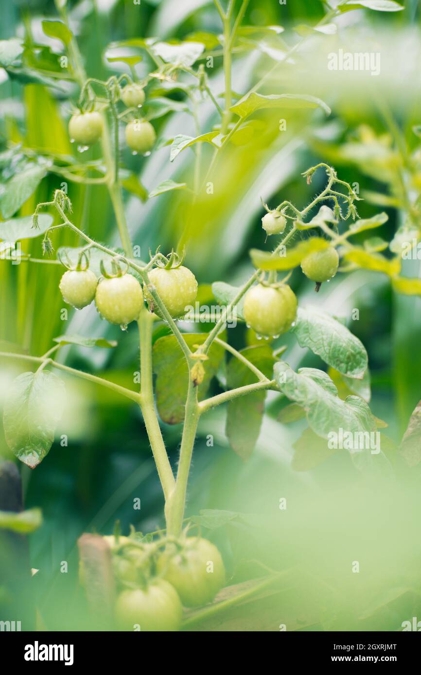 Pomodori verdi freschi sul mio giardino Foto Stock