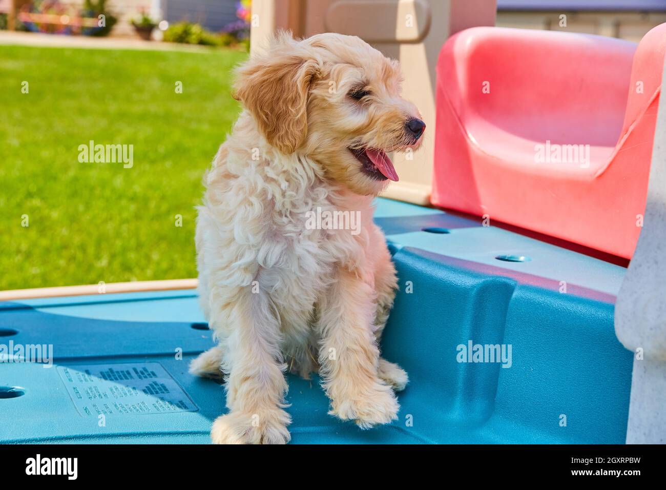 Golden Retriever seduto nel set di gioco per bambini Foto Stock