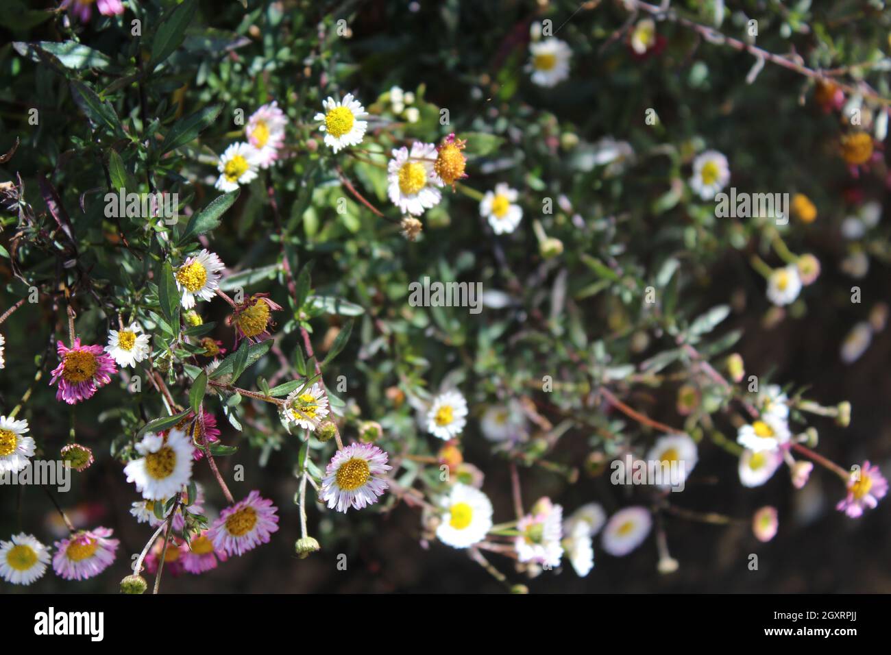 Madre della natura crea tutto per noi Foto Stock