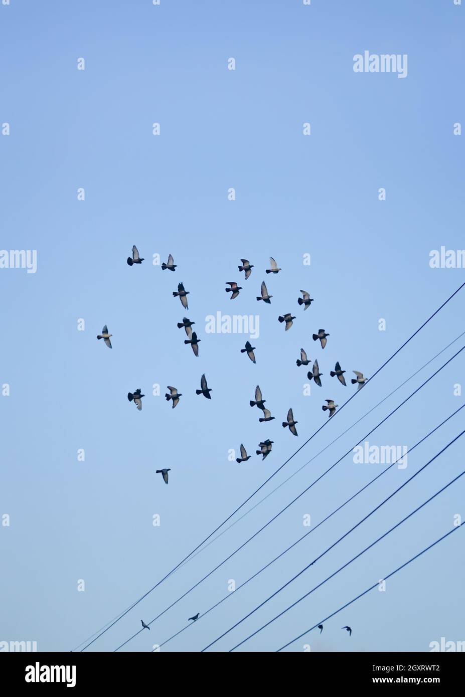 I piccioni volano sul cielo blu Foto Stock