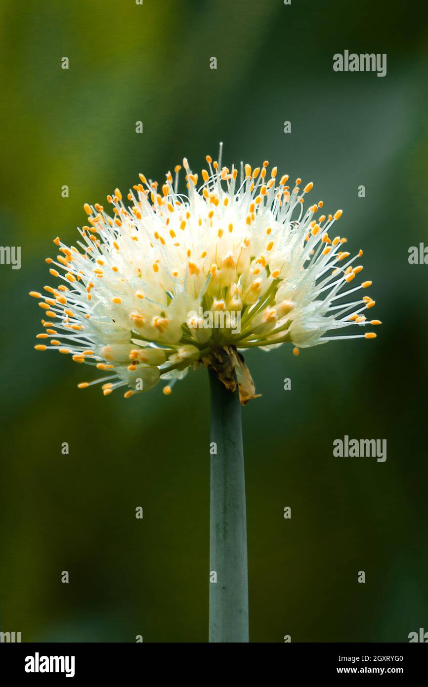 Bel fiore di cipolla fiore bianco Foto Stock