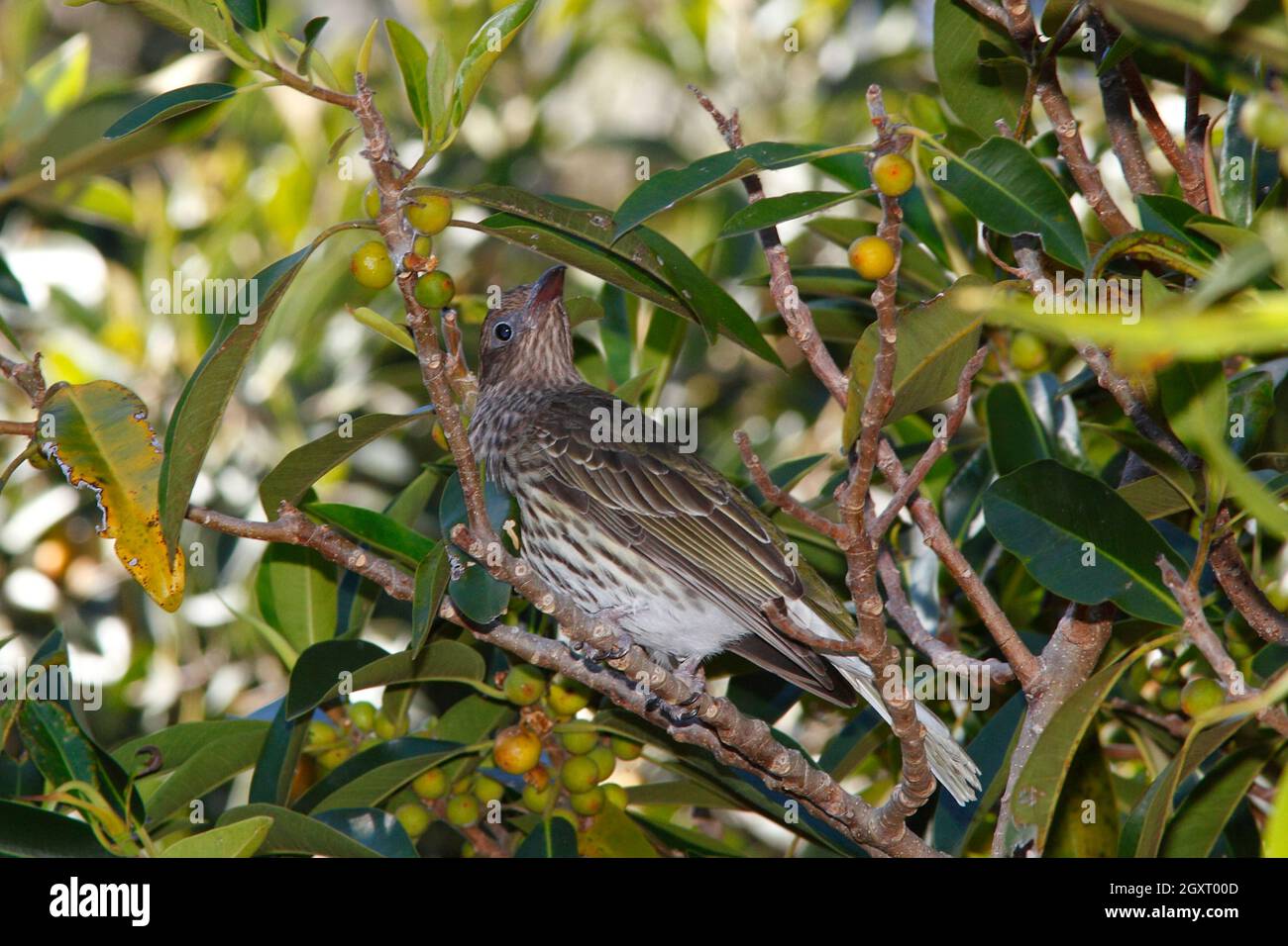 Femmina Australasian Figbird, Sphecotheres vieilloti. Conosciuto anche come il Figbird verde. In un figtree. Coffs Harbour, New South Wales, Australia Foto Stock
