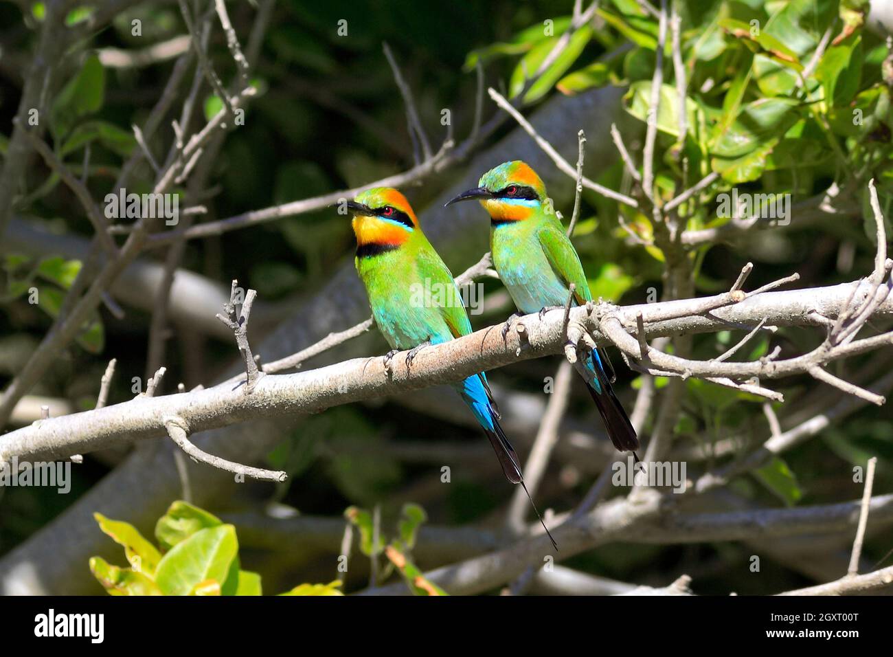 Due mangiatori di bee arcobaleno, Merops ornatus. Coffs Harbour, New South Wales, Australia Foto Stock