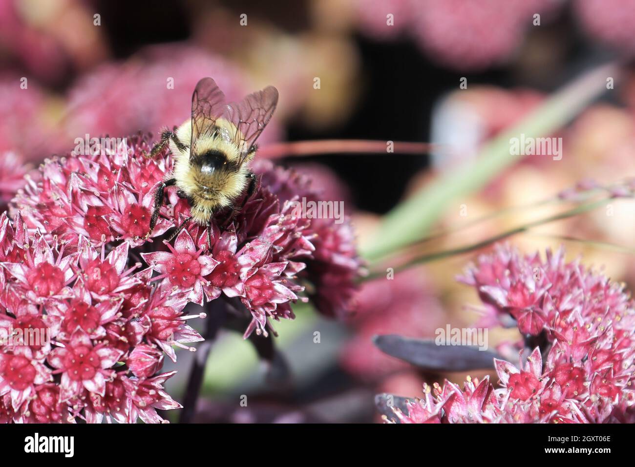 Un'ape bumble si siede su una pianta di sedum rosa. Foto Stock