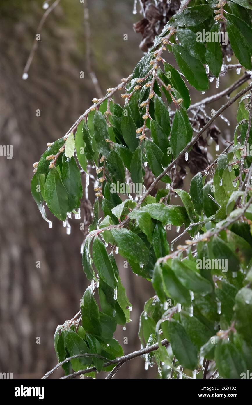 Foglie verdi ricoperte di ghiaccio su una vite appesa davanti ad un albero Foto Stock