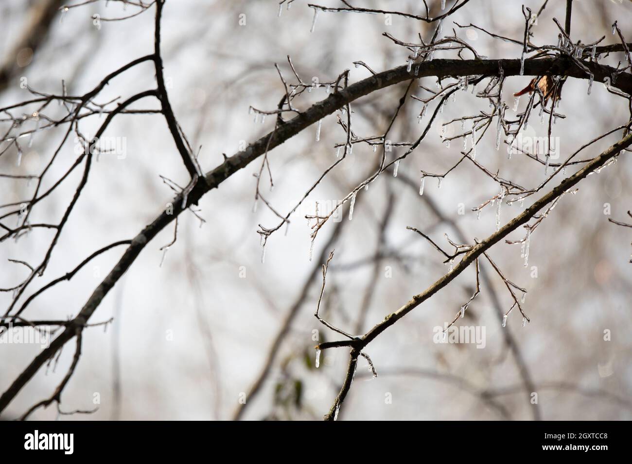 Ghiaccio che copre gli arti degli alberi in una giornata fredda Foto Stock