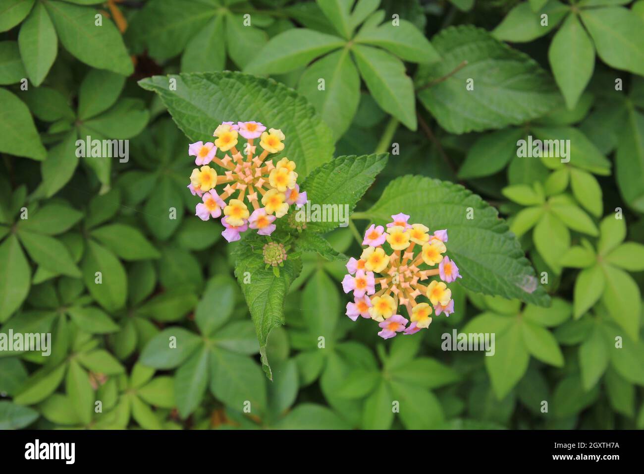 Lantana camara, colorato di fiori selvaggi che crescono in Nepal. Foto Stock