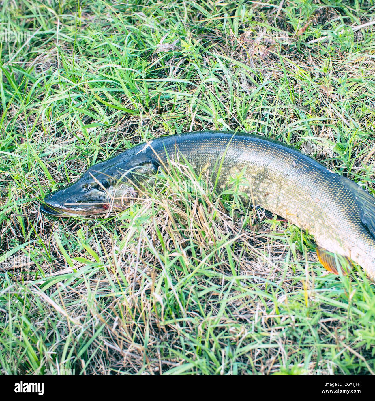 Pescato luccio sull'erba verde. Esox Lucius Foto Stock