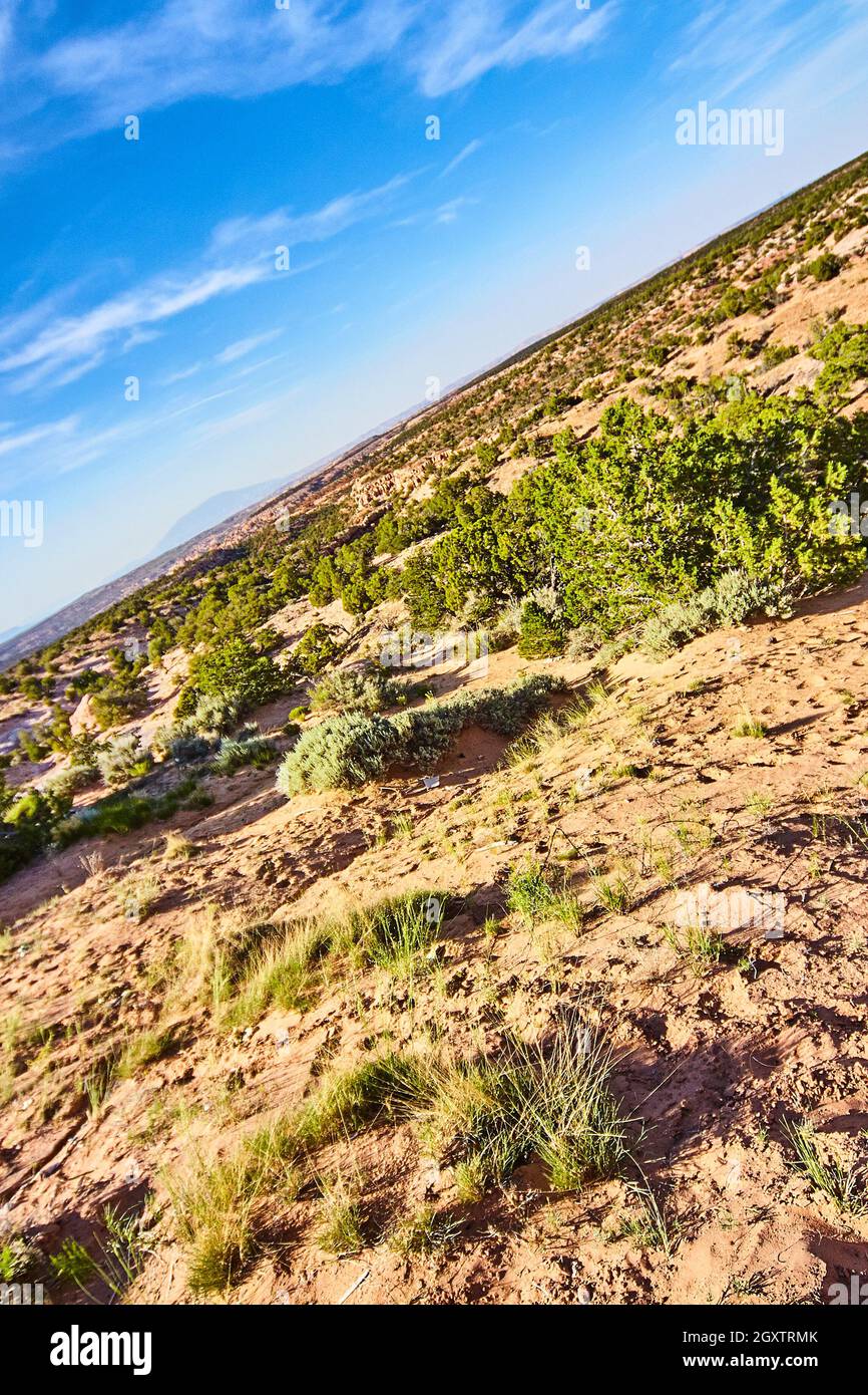 Generico angolo verticale deserto colpo di sabbia e piante verdi contro il cielo blu Foto Stock
